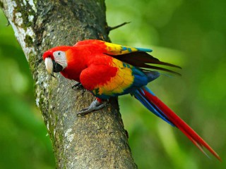 Top 10 loài chim đẹp nhất thế giới